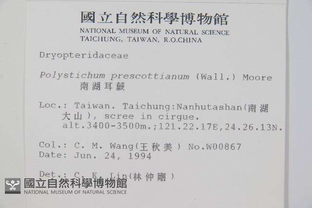 南湖耳蕨藏品圖，第2張