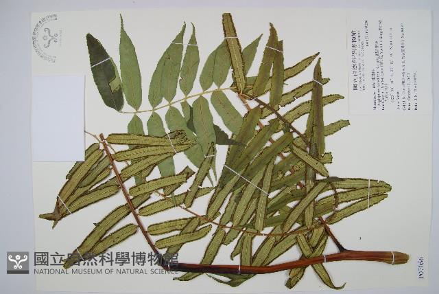 觀音座蓮藏品圖，第1張