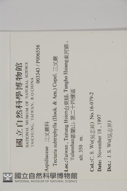 三叉蕨藏品圖，第2張