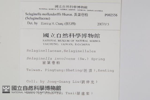 異葉卷柏藏品圖，第2張