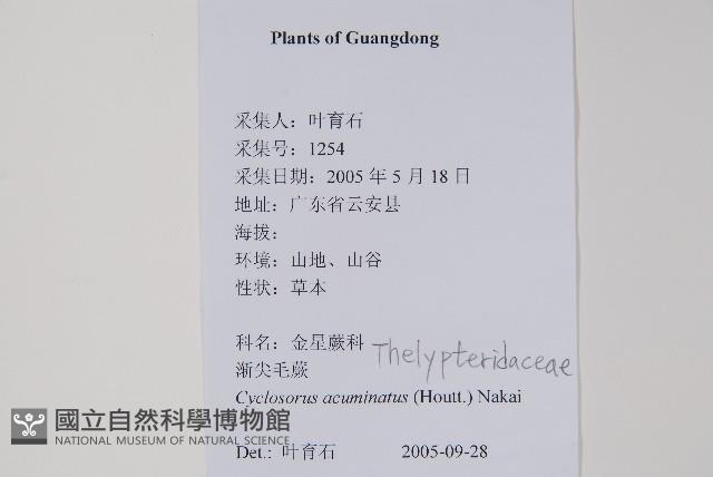 毛蕨藏品圖，第2張