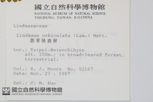 圓葉陵齒蕨藏品圖，第2張