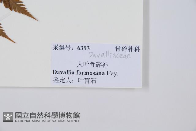 大葉骨碎補、台灣骨碎補、骨碎補藏品圖，第2張