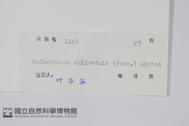 全緣卷柏藏品圖，第2張