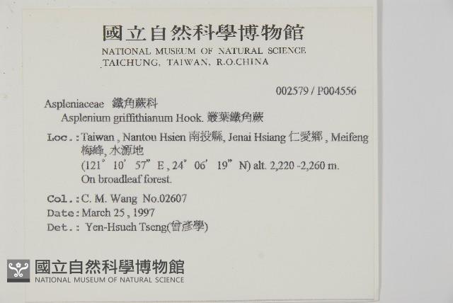 劍葉鐵角蕨、箭葉鐵角蕨藏品圖，第2張