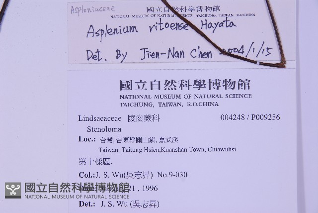 尖葉鐵角蕨藏品圖，第2張