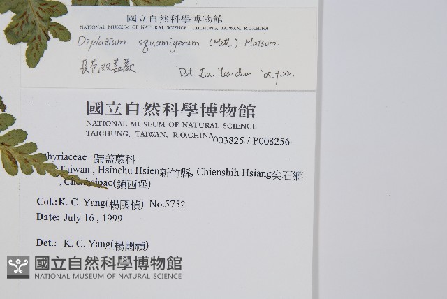 長苞雙蓋蕨、鱗柄雙蓋蕨藏品圖，第2張