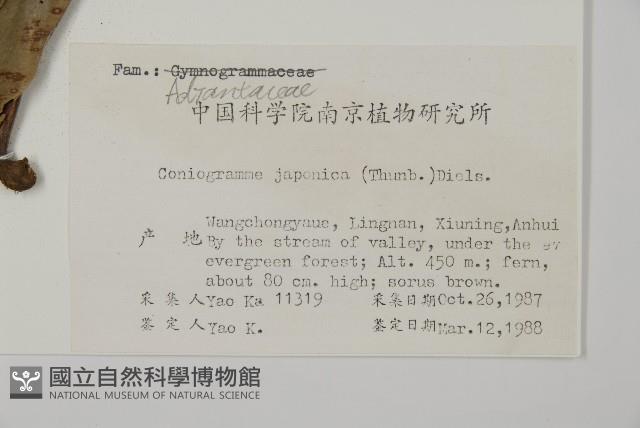 日本鳳丫蕨藏品圖，第2張