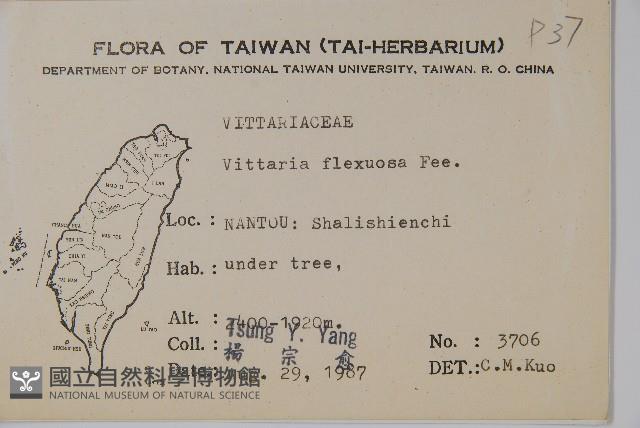 書帶蕨藏品圖，第2張