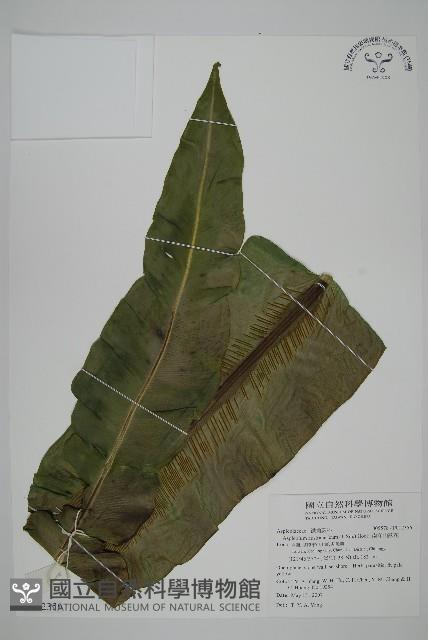 南洋山蘇花藏品圖，第1張