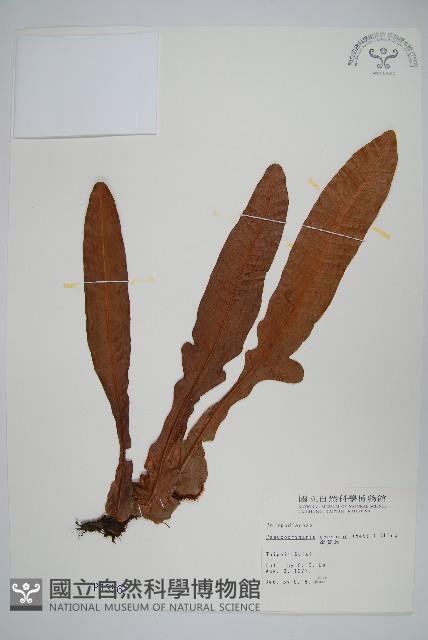 崖薑蕨藏品圖，第1張