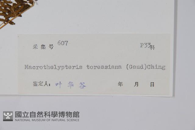 普通針毛蕨藏品圖，第2張