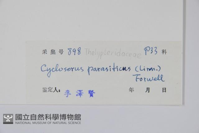 密毛毛蕨藏品圖，第2張