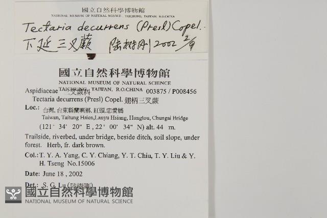 翅柄三叉蕨藏品圖，第2張