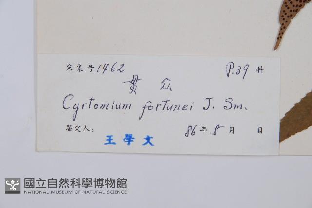 貫眾蕨藏品圖，第2張