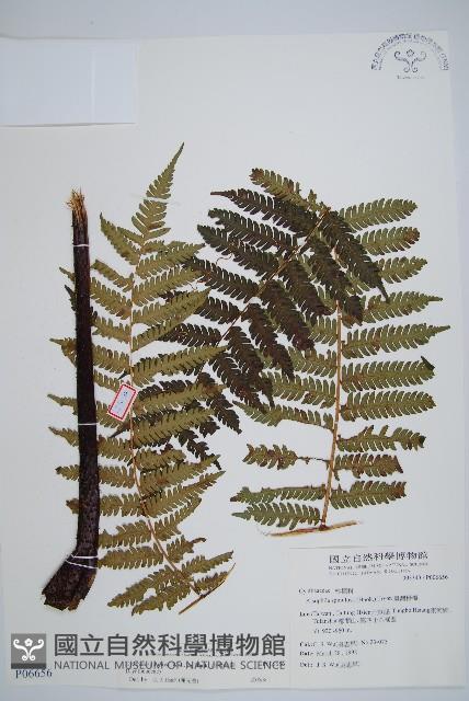 台灣桫欏藏品圖，第1張