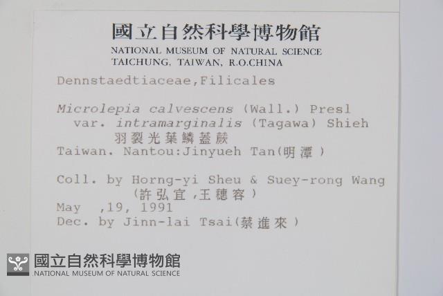 羽葉鱗蓋蕨藏品圖，第2張