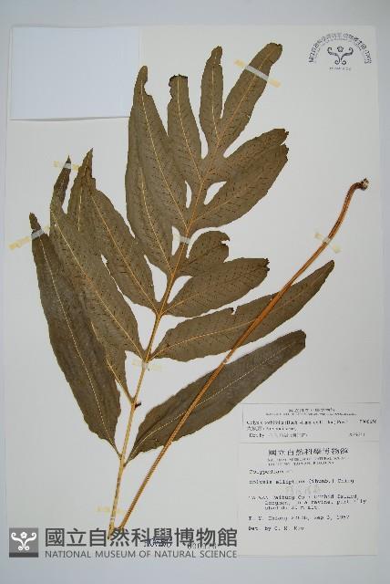 大線蕨藏品圖，第1張