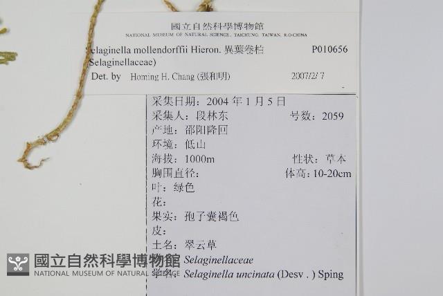 異葉卷柏藏品圖，第2張