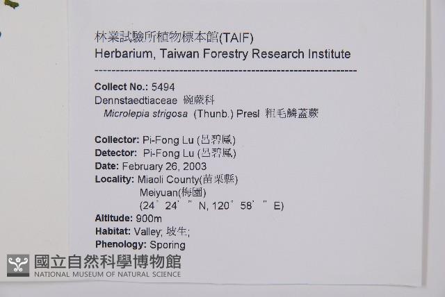 粗毛鱗蓋蕨藏品圖，第2張