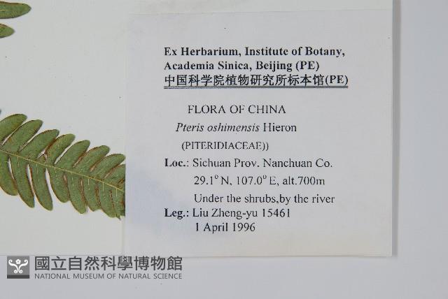 斜羽鳳尾蕨藏品圖，第2張