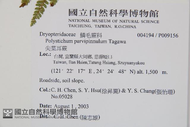 尖葉耳蕨藏品圖，第2張