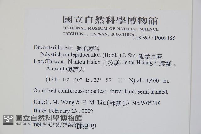 鞭葉耳蕨藏品圖，第2張