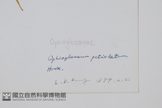 鈍頭瓶爾小草、狹葉瓶爾小草藏品圖，第2張