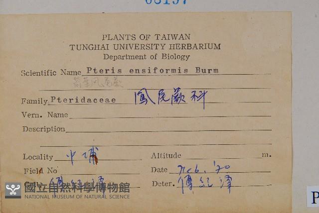 箭葉鳳尾蕨藏品圖，第2張