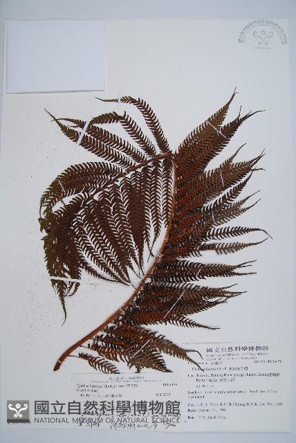 筆筒樹藏品圖，第4張