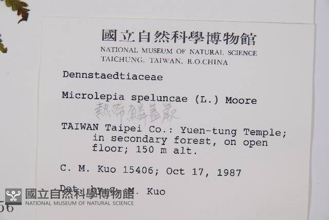 熱帶鱗蓋蕨藏品圖，第2張