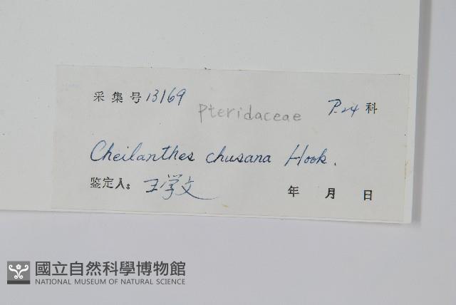 細葉碎米蕨藏品圖，第2張