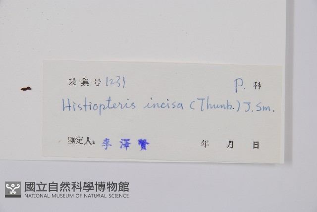 栗蕨藏品圖，第2張
