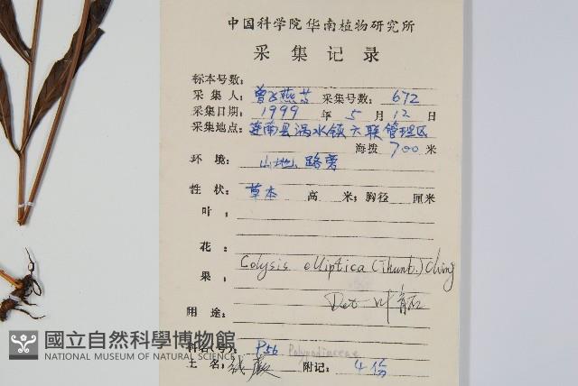 橢圓線蕨藏品圖，第2張