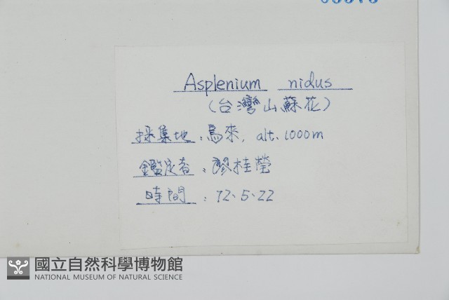 臺灣山蘇花藏品圖，第5張