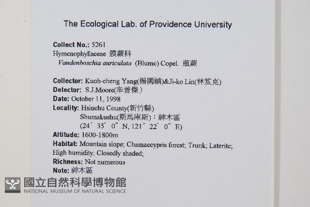 瓶蕨藏品圖，第2張