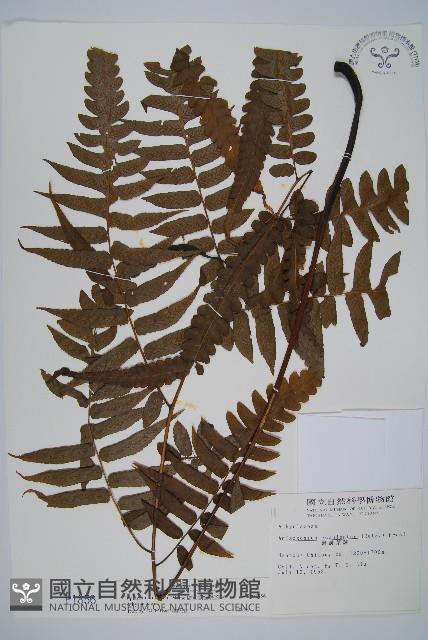 廣葉鋸齒雙蓋蕨藏品圖，第1張