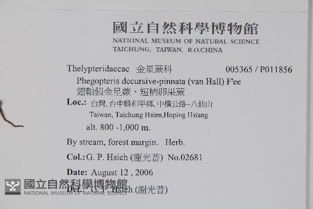 翅軸假金星蕨、短柄卵果蕨藏品圖，第2張