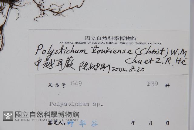 中越耳蕨藏品圖，第2張