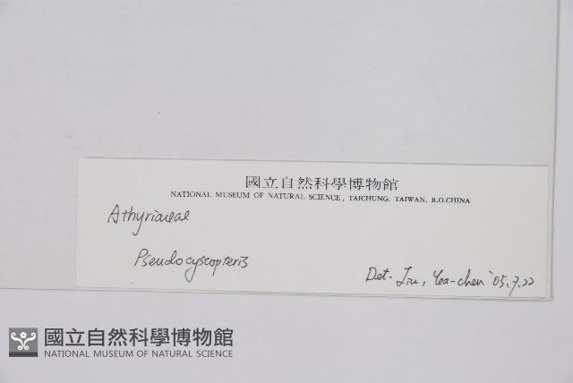 登錄號:P003856藏品圖，第2張