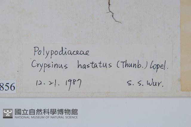 三葉茀蕨藏品圖，第2張