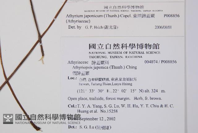 東洋蹄蓋蕨藏品圖，第2張