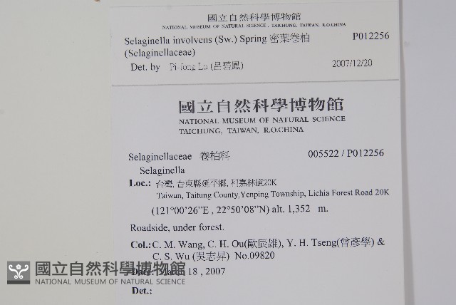 密葉卷柏藏品圖，第2張