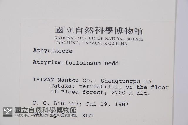 三回蹄蓋蕨藏品圖，第2張