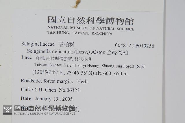 全緣卷柏藏品圖，第2張