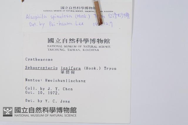 臺灣桫欏藏品圖，第2張