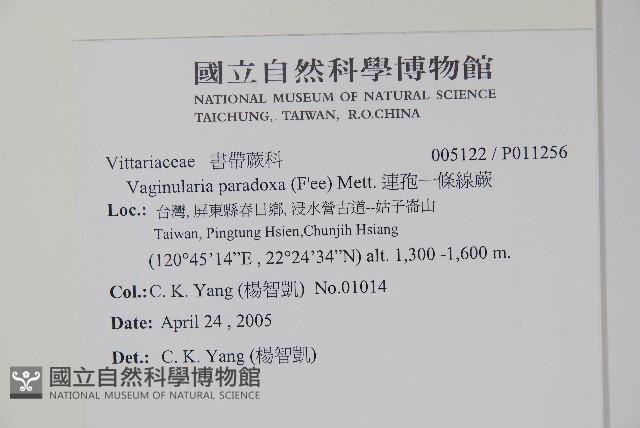 連孢一條線蕨藏品圖，第2張