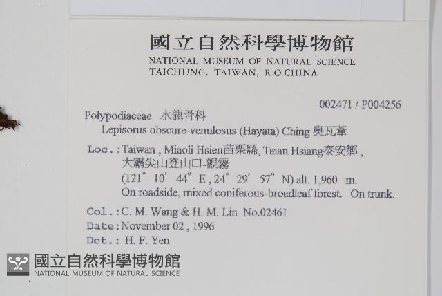 鱗瓦葦、長柄瓦葦藏品圖，第2張