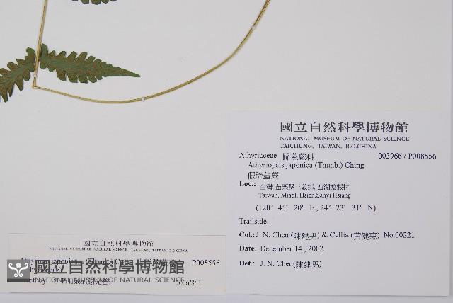 東洋蹄蓋蕨藏品圖，第2張