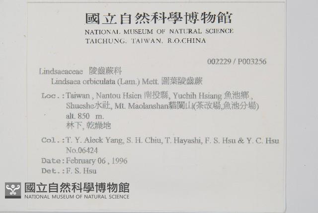 圓葉陵齒蕨藏品圖，第2張